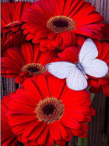 White Butterfly on Beautiful Red Flowers