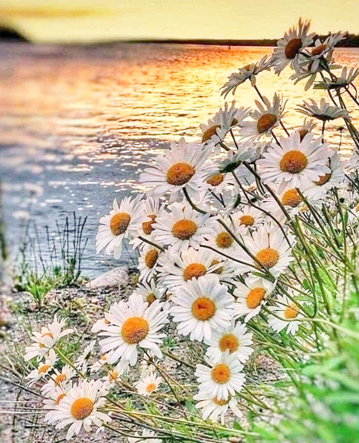 Lovely Sunset on a Sea and White Sunflowers
