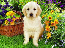 Load image into Gallery viewer, Dog Diamond Painting Kit