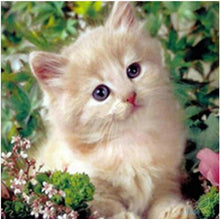 Load image into Gallery viewer, Beautiful Cats Diamond Art Kits