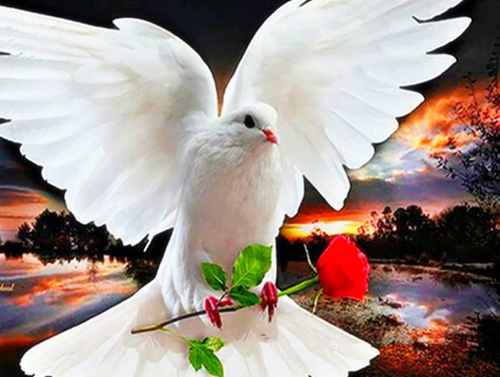 white Dove with Red Rose - 5D DIY Painting